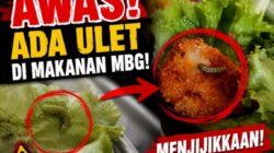 MBG Diduga Berulat, BGN Didesak Turun Tangan
